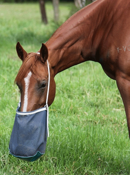 Grazing meaning in Urdu - Translation of Grazing - Dictionary