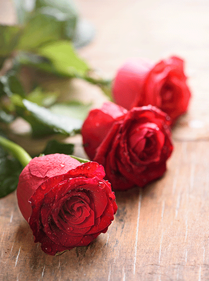 image of گُلِ اَحْمَر