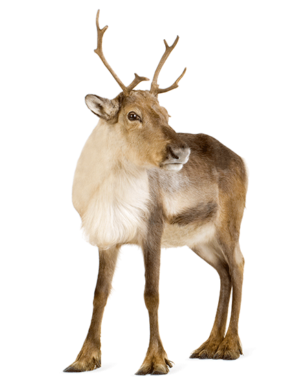 image of اَیَّل