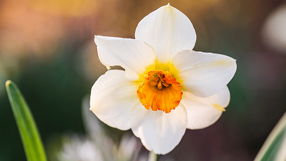 image of गुल-ए-नर्गिस