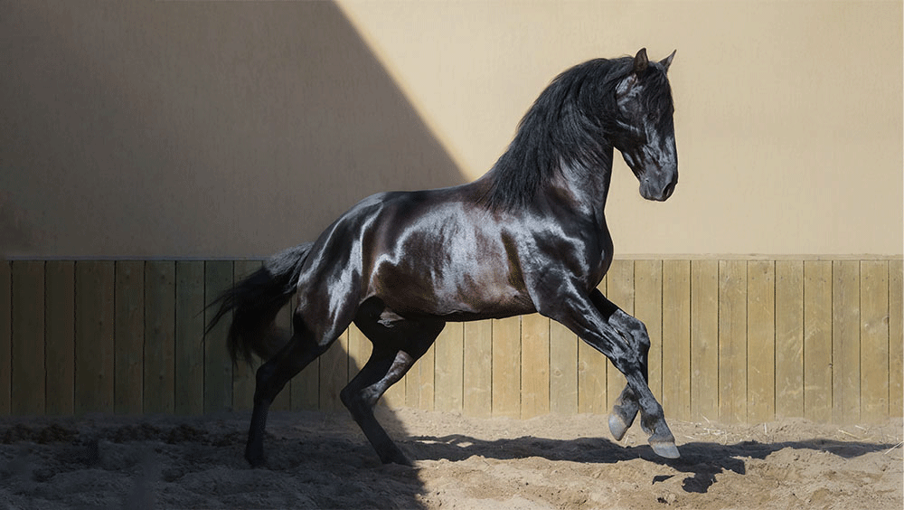 image of अदहम