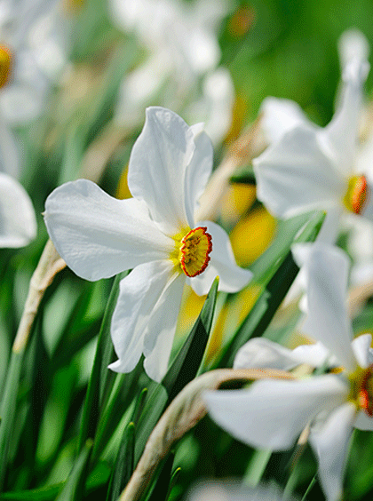 image of गुल-ए-नर्गिस