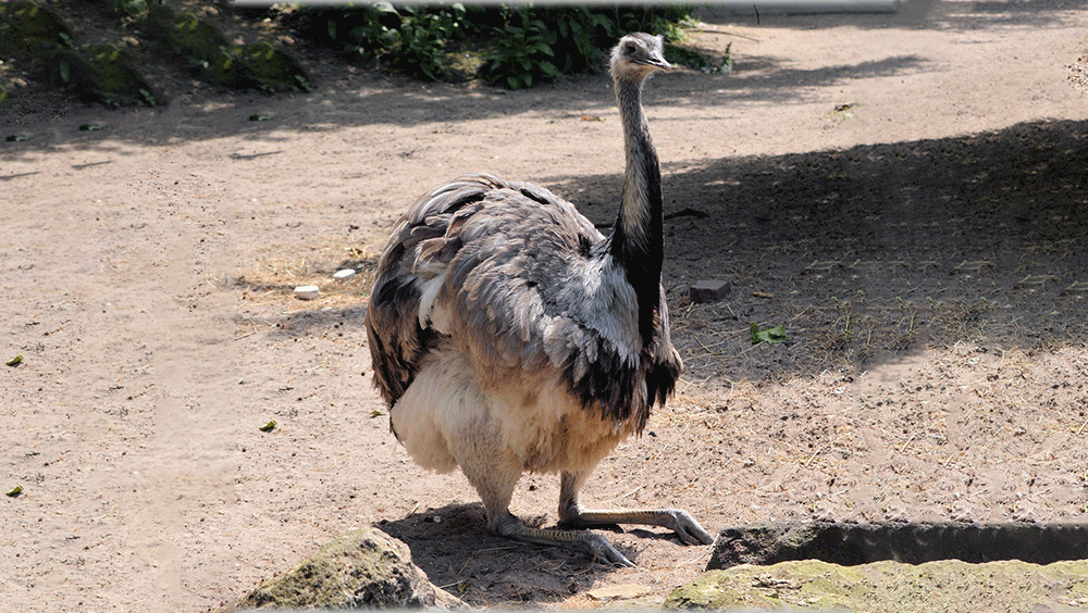 image of shuturmurgh