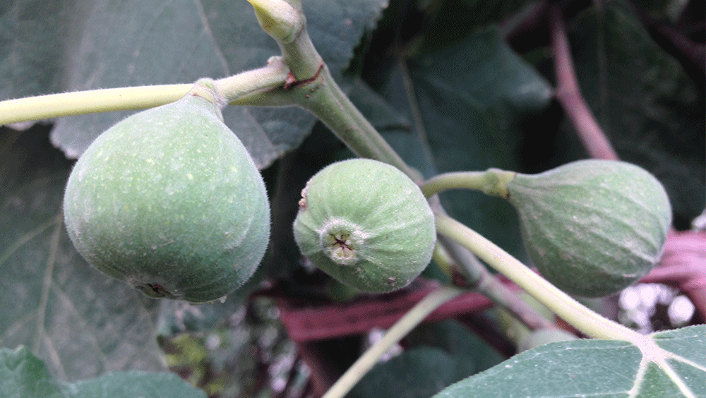 image of اَنْجِیر