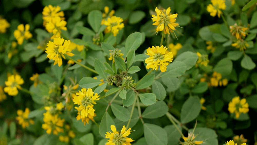 image of bail-saunTh