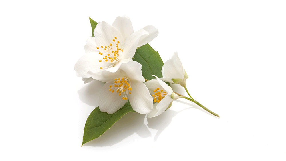 Jasmine Flower Meaning In Urdu Best Flower Site