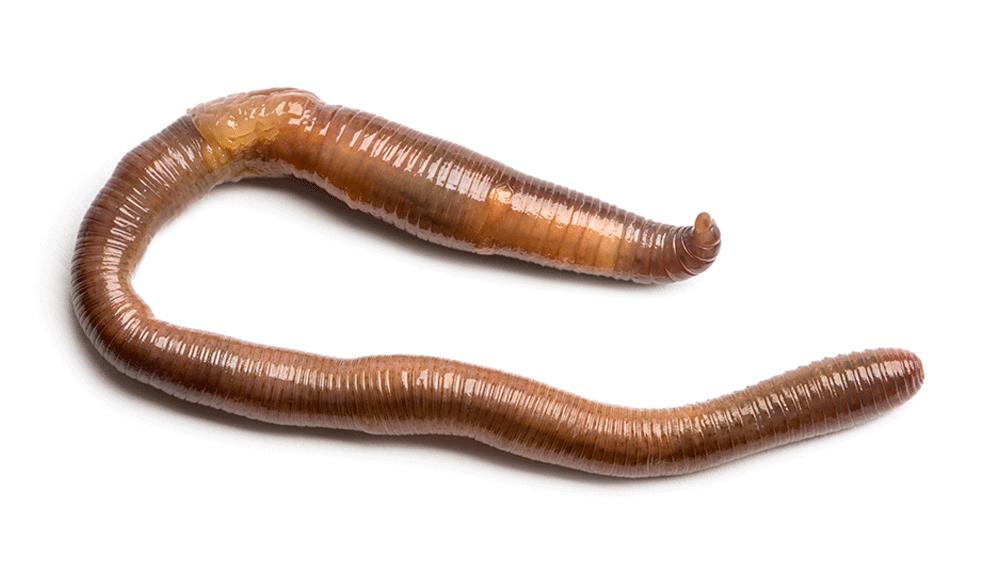 image of zamini-kechua